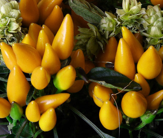 Chili Pepper Ornamental Goldfinger Non GMO Seeds - Capsicum Annuum