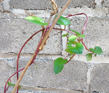 Malabar Spinach Red Stem Non GMO Seeds - Basella Rubra