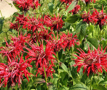 Bee Balm Panorama Mix Non GMO Seeds - Monarda Didyma 2