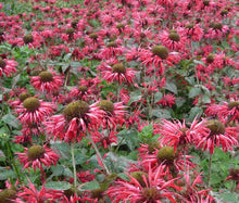 Bee Balm Panorama Mix Non GMO Seeds - Monarda Didyma 4