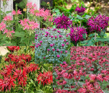 Bee Balm Panorama Mix Non GMO Seeds - Monarda Didyma
