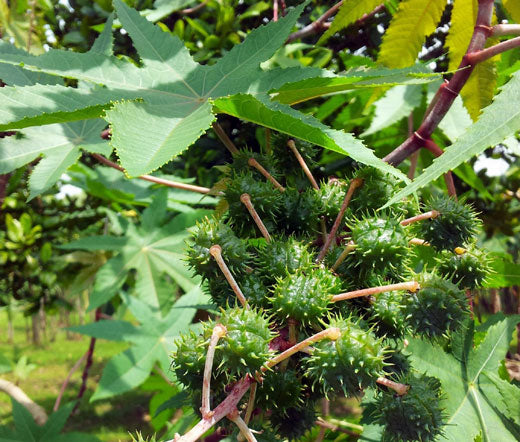 ricinus plant seeds Castor Bean Impala Seeds