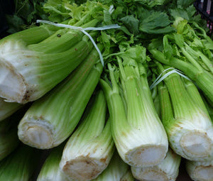 Celery Utah 52-70 Organic Seeds - Apium Graveolens