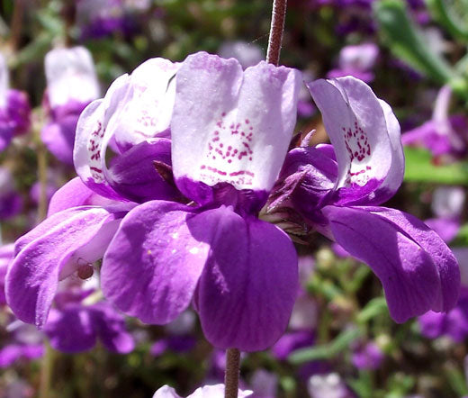 chinese houses plant 500 CHINESE HOUSES Pagodas Collinsia Heterophylla Flower Seeds