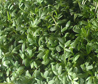 Cress Curled Peppergrass Non GMO Seeds - Lepidium Sativum