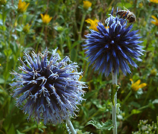 blue thistle flower seeds Globe Thistle Blue Bulk Seeds
