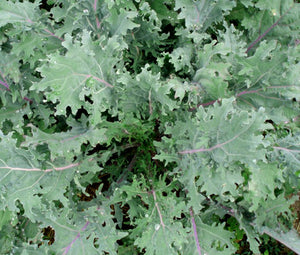 Kale Red Russian Organic Seeds - Brassica Oleracea