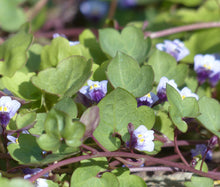 Kenilworth Ivy Bulk Seeds - Cymbalaria Muralis 4