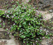 Kenilworth Ivy Bulk Seeds - Cymbalaria Muralis