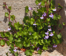 Kenilworth Ivy Bulk Seeds - Cymbalaria Muralis 2