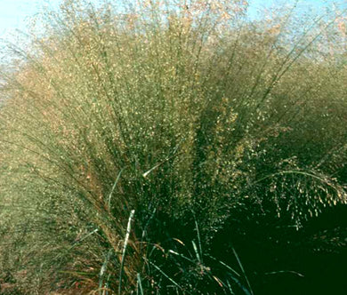 Love Grass Sand Seeds - Eragrostis Trichodes