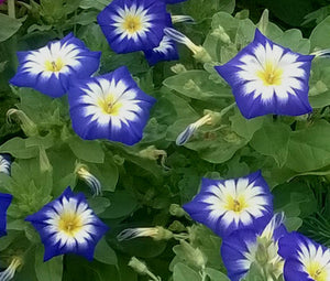 Morning Glory Dwarf Ensign Royal Blue Bulk Seeds - Convolvulus Tricolor Minor