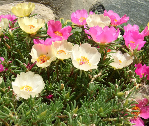 moss rose seeds bulk Moss Rose Mix Bulk Seeds