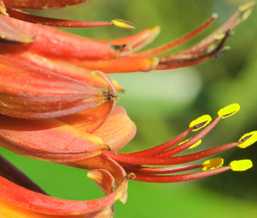 flower seeds new zealand 10 Purple New ZEALAND FLAX Phormium Tenax Purpureum Ornamental Grass Flower Seeds