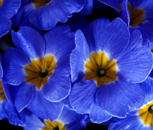 Primrose English Accord Blue Seeds - Primula Vulgaris