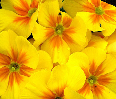 Primrose English Accord Yellow Bulk Seeds - Primula Vulgaris