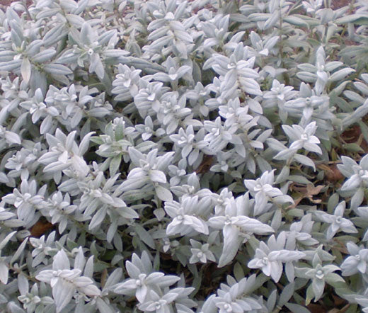 planting snow in summer seeds Snow in Summer Seeds