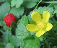 Strawberry Indian Non GMO Seeds - Duchesnea Indica