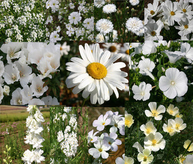 Wildflower Mix White Bulk Seeds