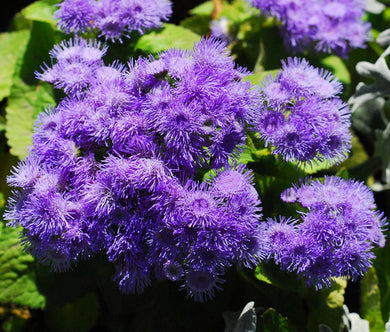 Ageratum Blue Seeds - Ageratum Mexicanum