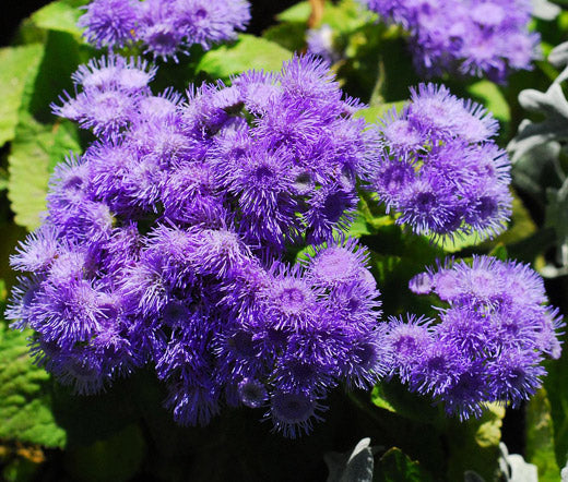 Ageratum Blue Seeds - Ageratum Mexicanum