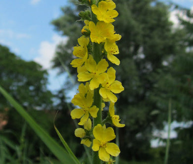 Agrimony Cocklebur Seeds - Agrimonia Eupatoria
