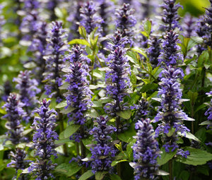 Ajuga Bugleweed Bulk Seeds - Ajuga Reptans