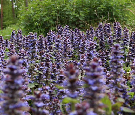 Ajuga Bugleweed Bulk Seeds - Ajuga Reptans