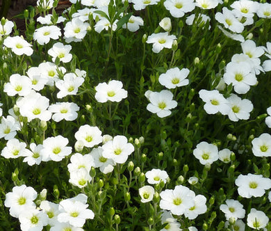 Arenaria Mountain Sandwort Bulk Seeds - Arenaria Montana