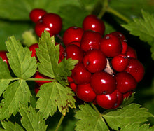 Baneberry Red Seeds - Actaea Rubra