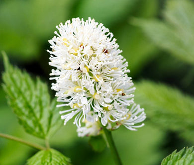 Baneberry White Seeds - Actaea Pachypoda Alba