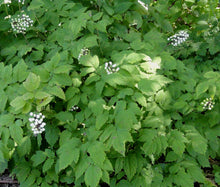 Baneberry White Seeds - Actaea Pachypoda Alba