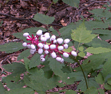 Baneberry White Seeds - Actaea Pachypoda Alba