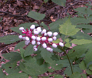 Baneberry White Seeds - Actaea Pachypoda Alba