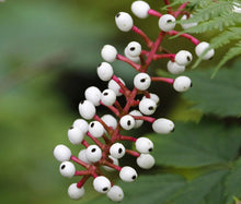 Baneberry White Seeds - Actaea Pachypoda Alba