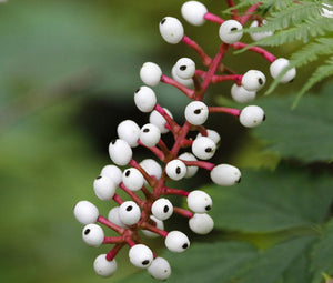 Baneberry White Seeds - Actaea Pachypoda Alba
