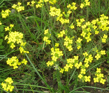 Bladderpod Greek Seeds - Alyssoides Utriculata
