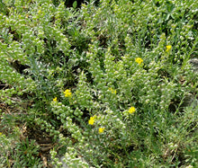 Bladderpod Greek Seeds - Alyssoides Utriculata