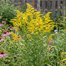 Canada Goldenrod Non GMO Seeds - Solidago Canadensis