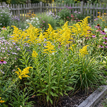Canada Goldenrod Non GMO Seeds - Solidago Canadensis