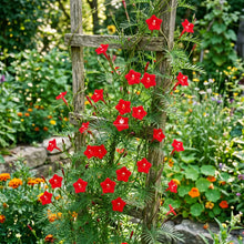 Cardinal Climber Seeds - Ipomoea x Multifida
