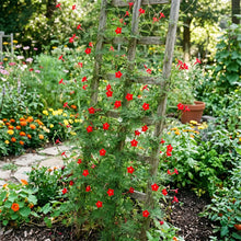 Cardinal Climber Seeds - Ipomoea x Multifida