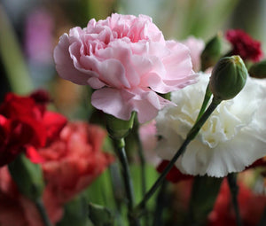 Carnation Mix Seeds - Dianthus Caryophyllus