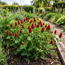 Clover Crimson Seeds - Trifolium Incarnatum