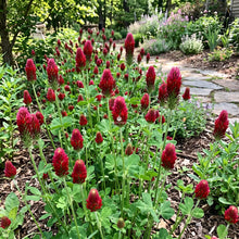 Clover Crimson Seeds - Trifolium Incarnatum