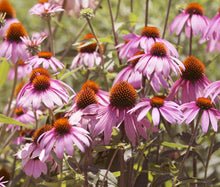 Coneflower Purple Non GMO Seeds - Echinacea Purpurea