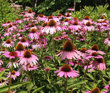 Coneflower Purple Non GMO Seeds - Echinacea Purpurea