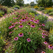 Coneflower Purple Non GMO Seeds - Echinacea Purpurea
