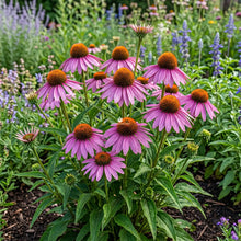 Coneflower Purple Non GMO Seeds - Echinacea Purpurea