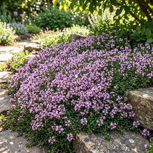 Creeping Thyme Dwarf Seeds - Thymus Serpyllum